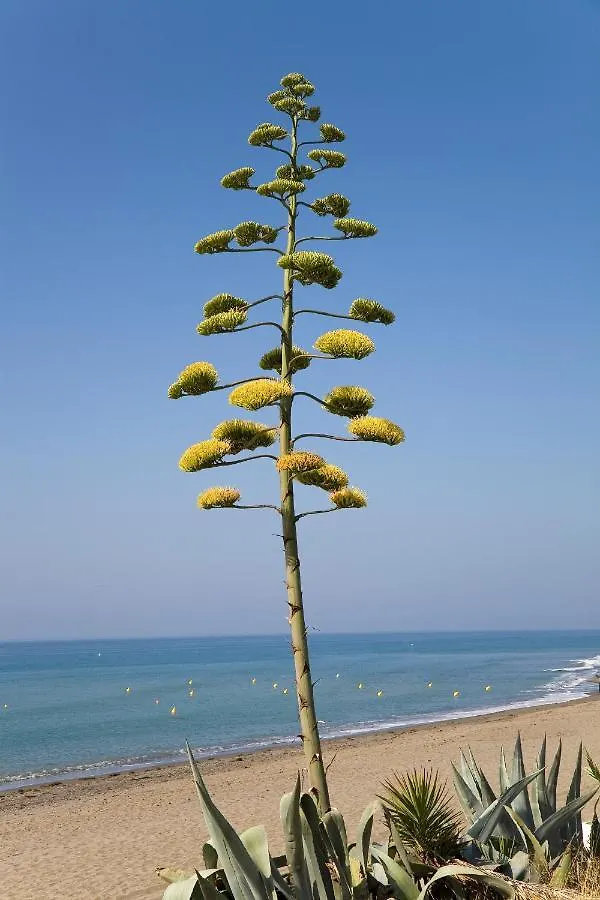 Apartment Appt 401-3-Bed-Heaven Beach-Paseo-All Year Heated Pool-Free Bikes Estepona